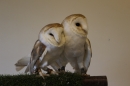 Barn Owls at Nature Club